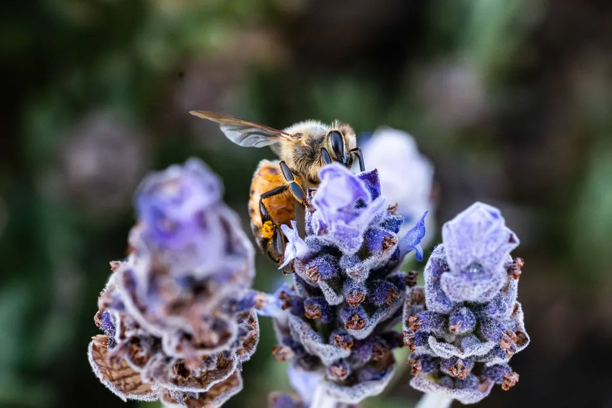 How to Attract Pollinators to a Small Backyard Garden