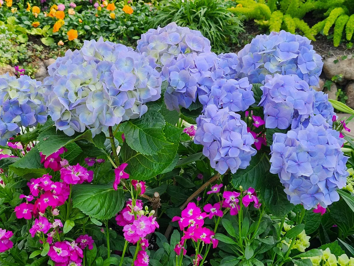 How to Prune Hydrangeas Correctly (and When Not To)