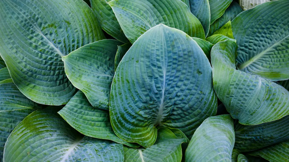 Shade Garden Plants: What to Grow in North-Facing Beds