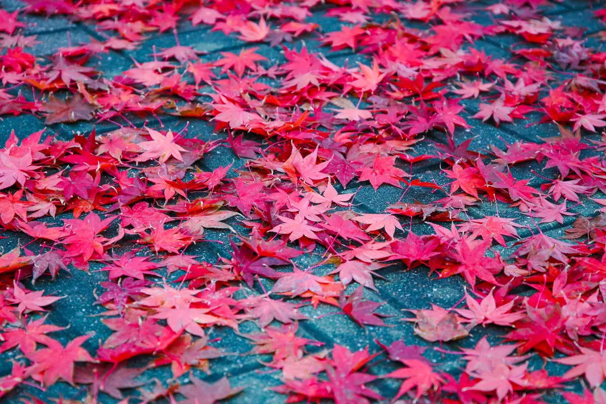 The Fall Garden Cleanup Checklist: 12 Jobs Before First Frost
